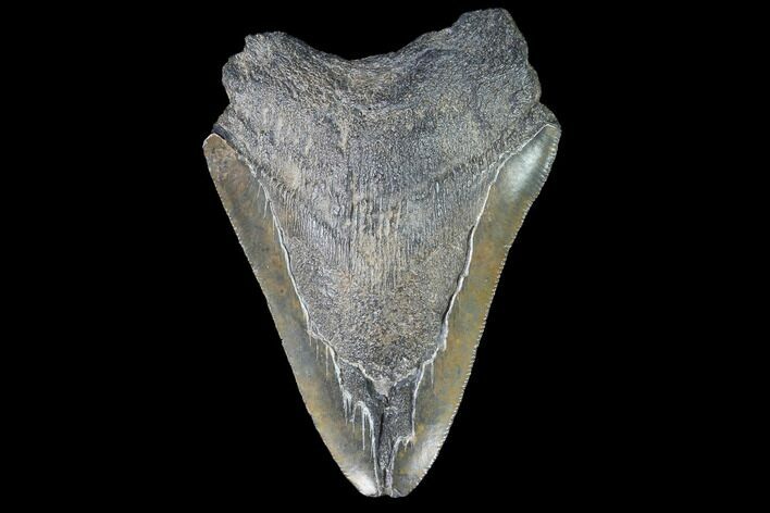 Bargain, Serrated, Fossil Megalodon Tooth #88861